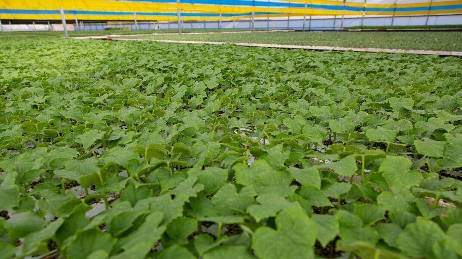 el-plantel-semilleros-pepino|Diego-Medrano-el-plantel-semilleros|el-plantel-semilleros-cultivo-pepino